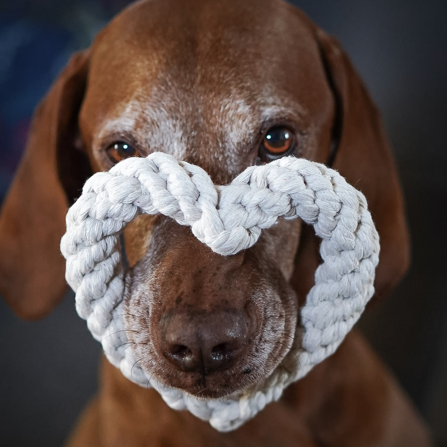 Natural Cotton Heart Rope Soft Chew Dog/Puppy Toy
