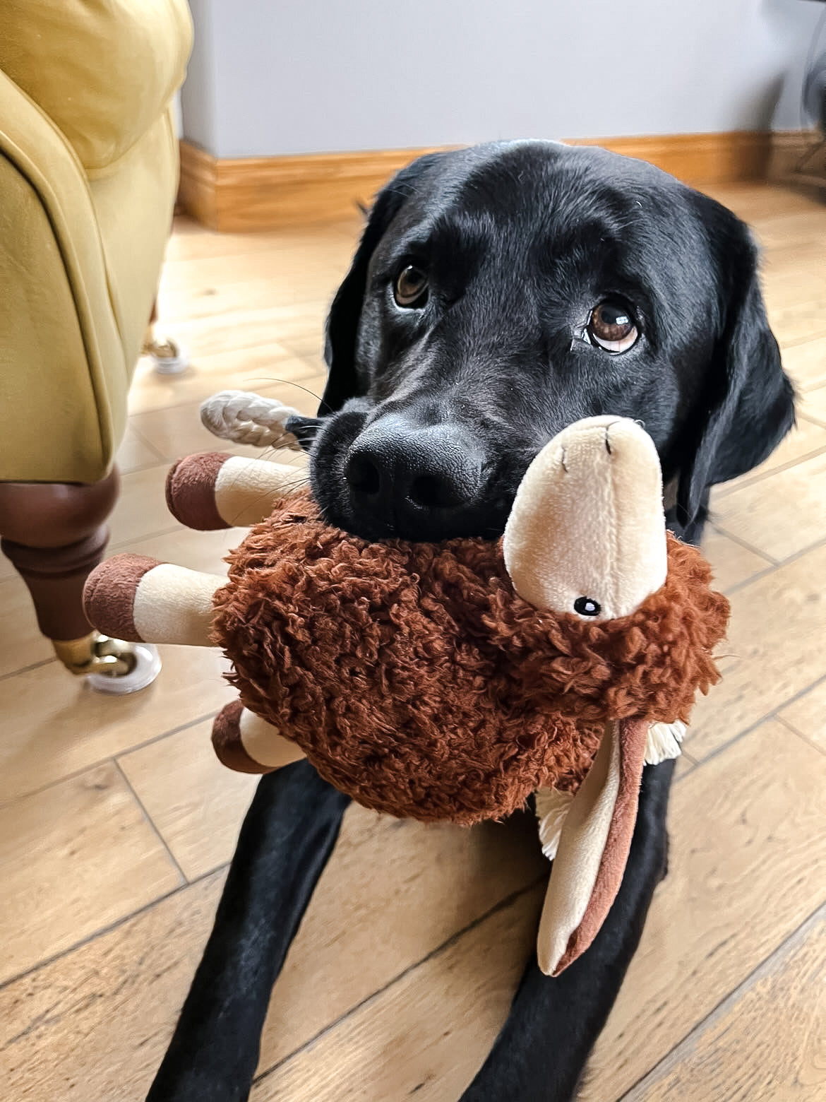Super Luxury Dog Toy Bundle Featuring our 3 Best Sellers