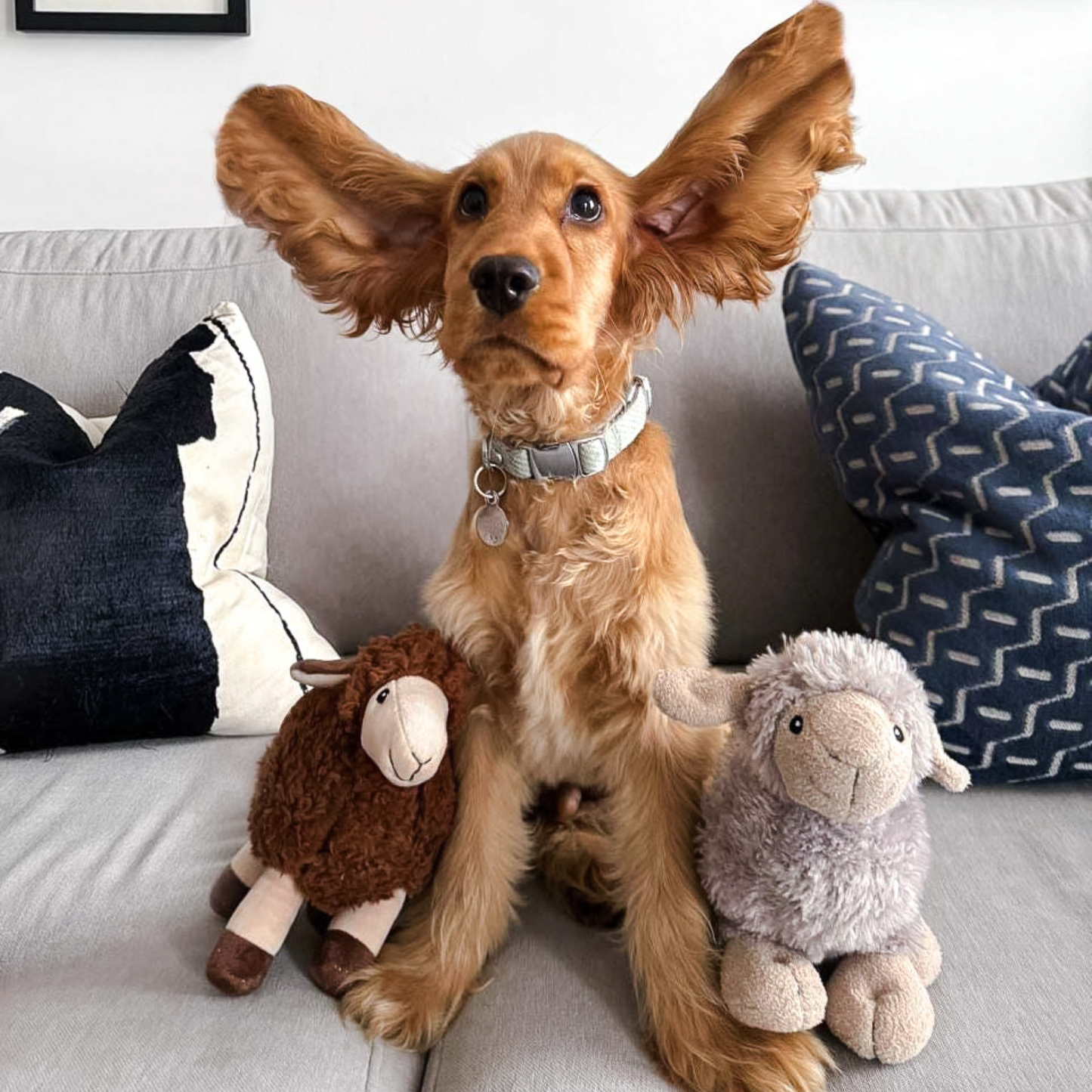 Luca Lamb and Sansa Sheep Bundle