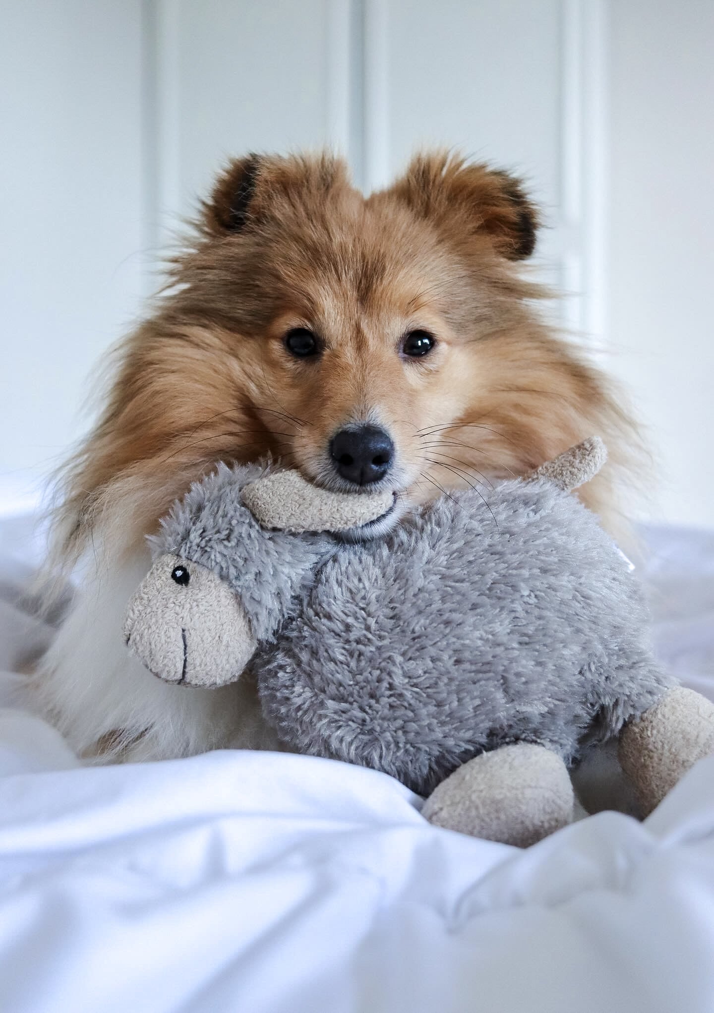 Luca Lamb and Sansa Sheep Bundle
