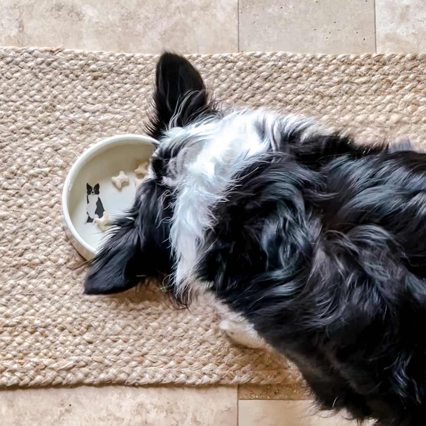 Border Collie Ceramic Dog Bowl