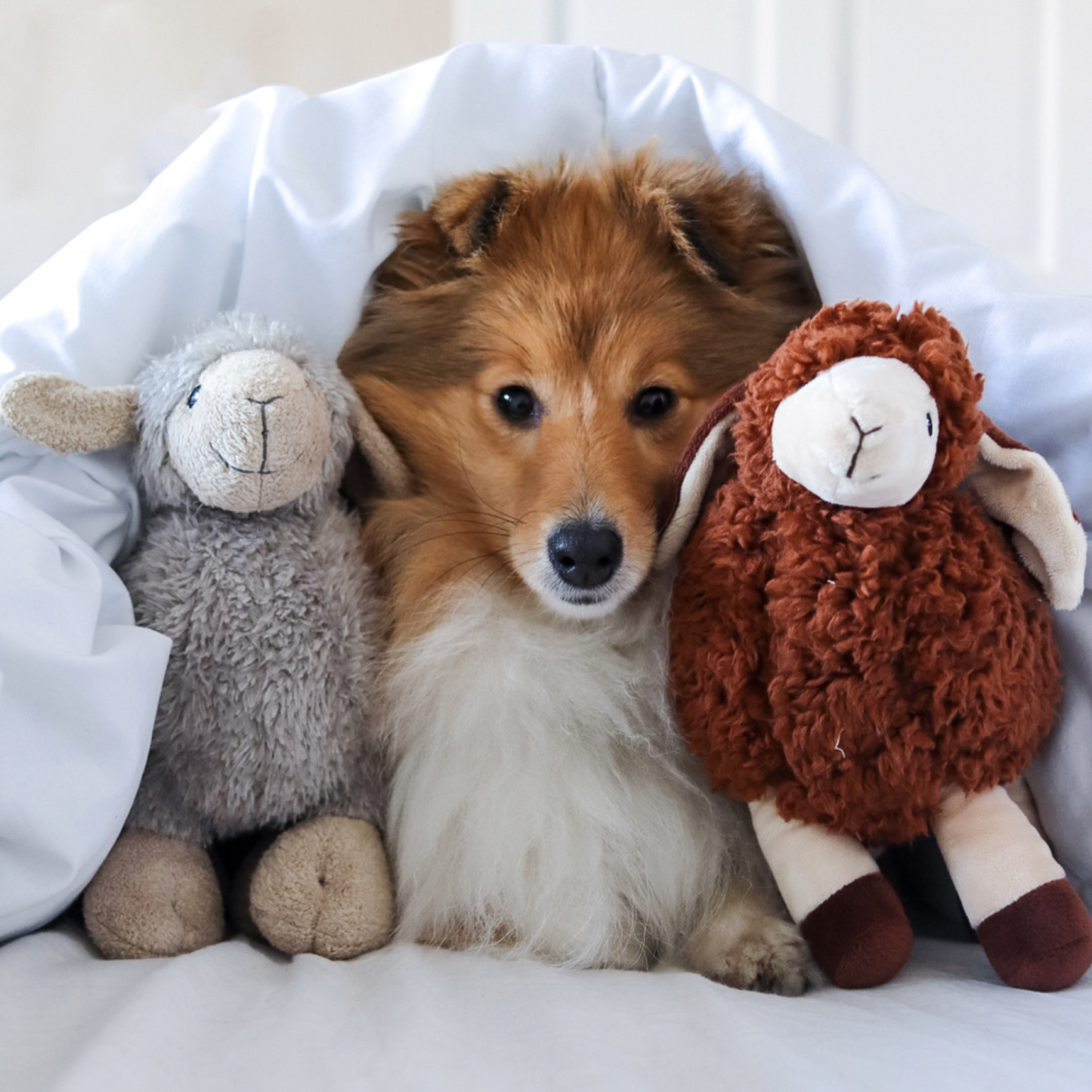 Luca Lamb and Sansa Sheep Bundle