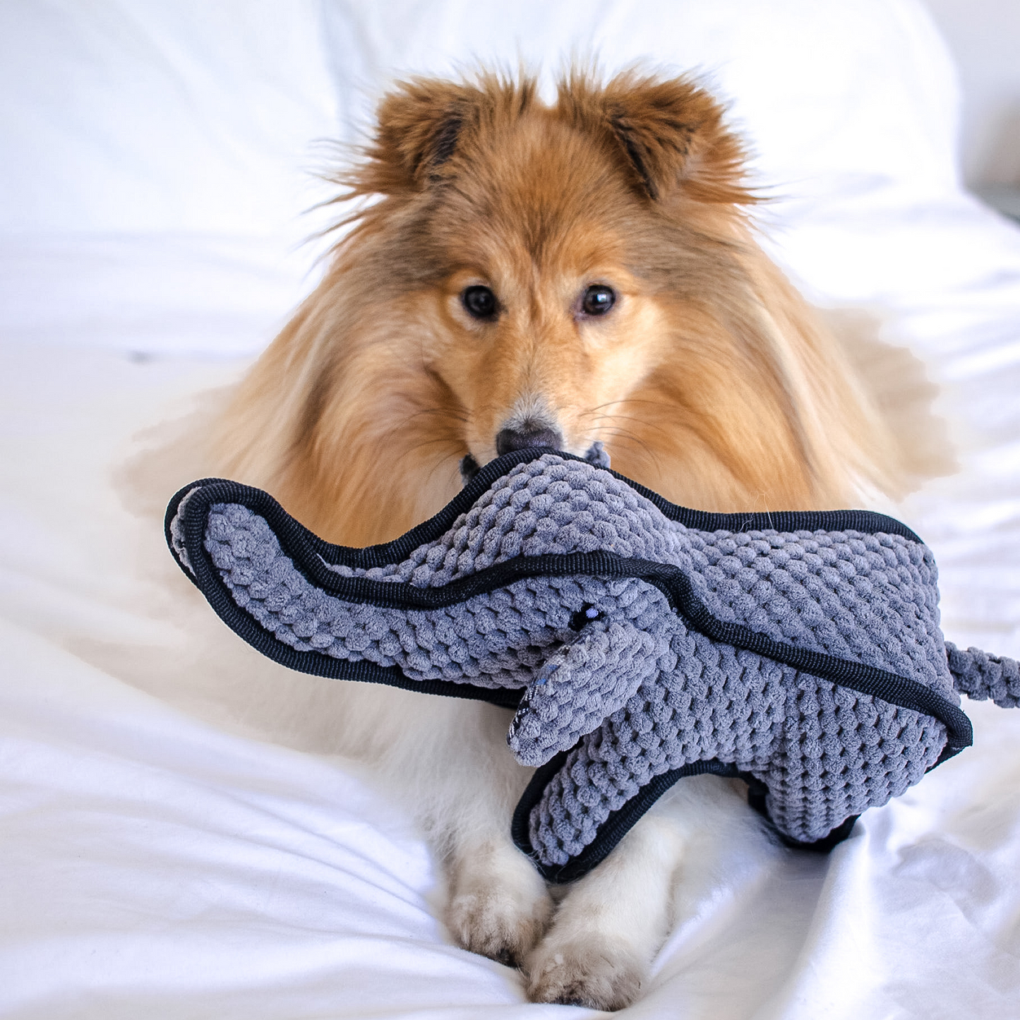 Olive, Dudley and Tuffy Bundle - 3 Popular Durable Squeaky Dog Toy Gifts