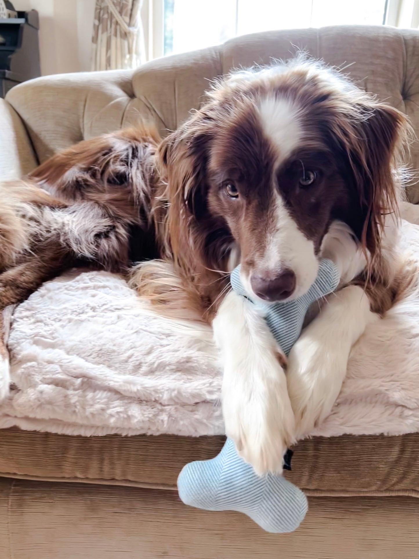 Wool Bone and Felt Rope Dog Toys