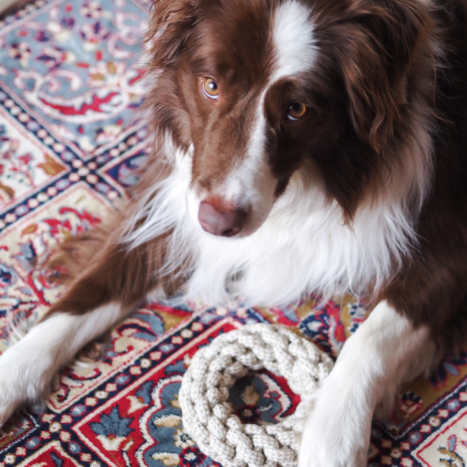 border collie with quoite toy