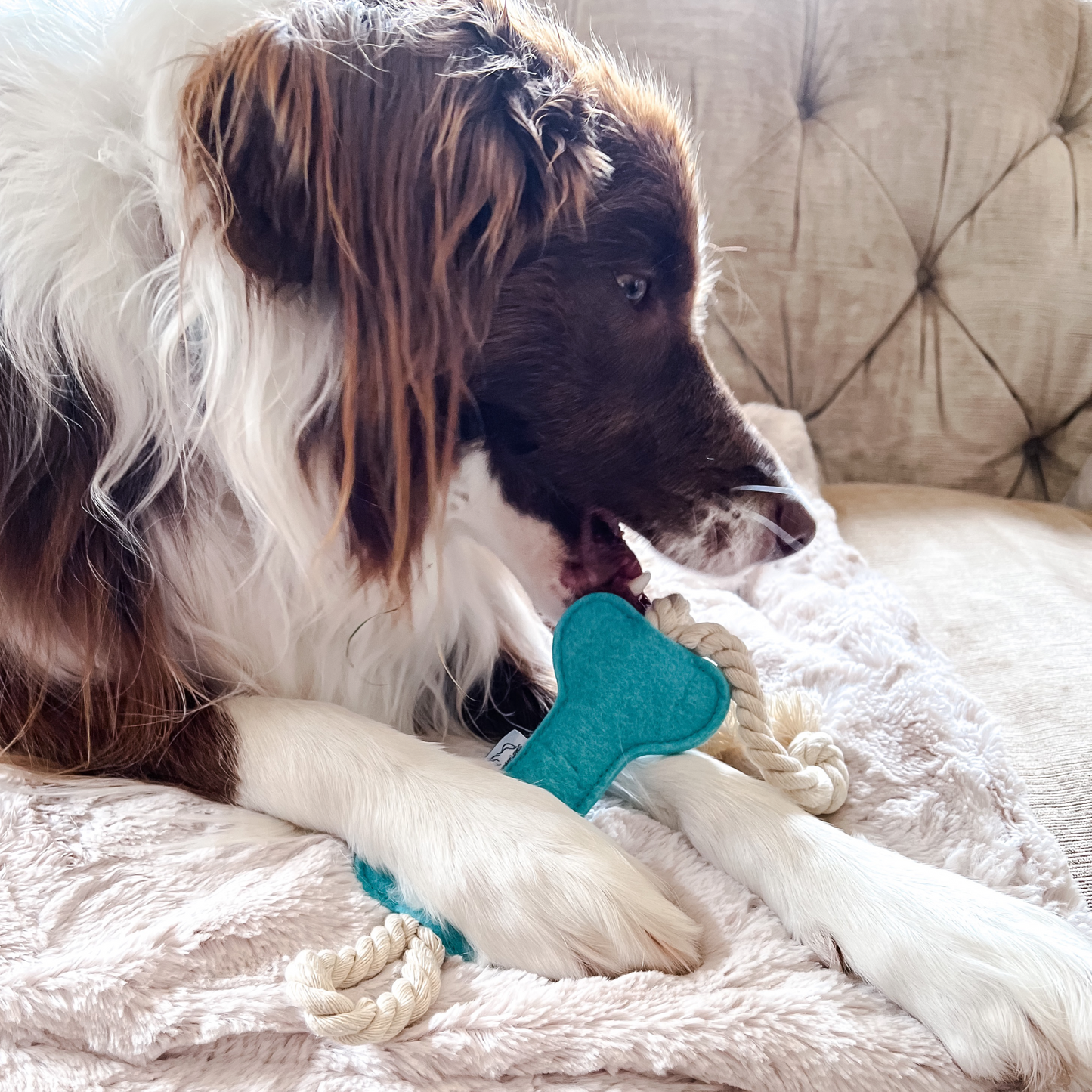 Border Collie dog with cotton felt rope dog toy