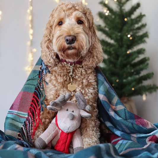 Luxury Plush and Squeaky Festive Reindeer