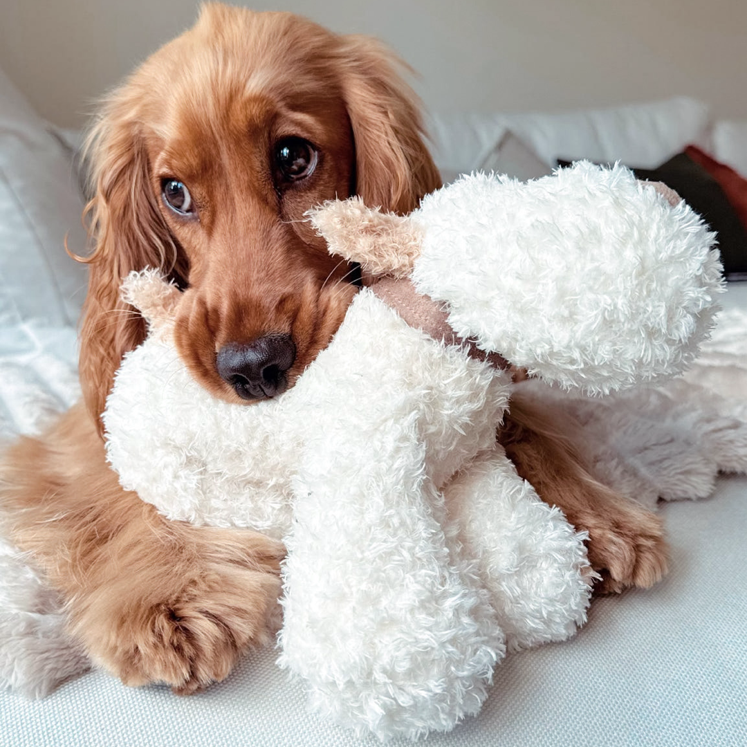 ‘Bingley’ - Popular Plush Squeaky Squidgy Dog Toy