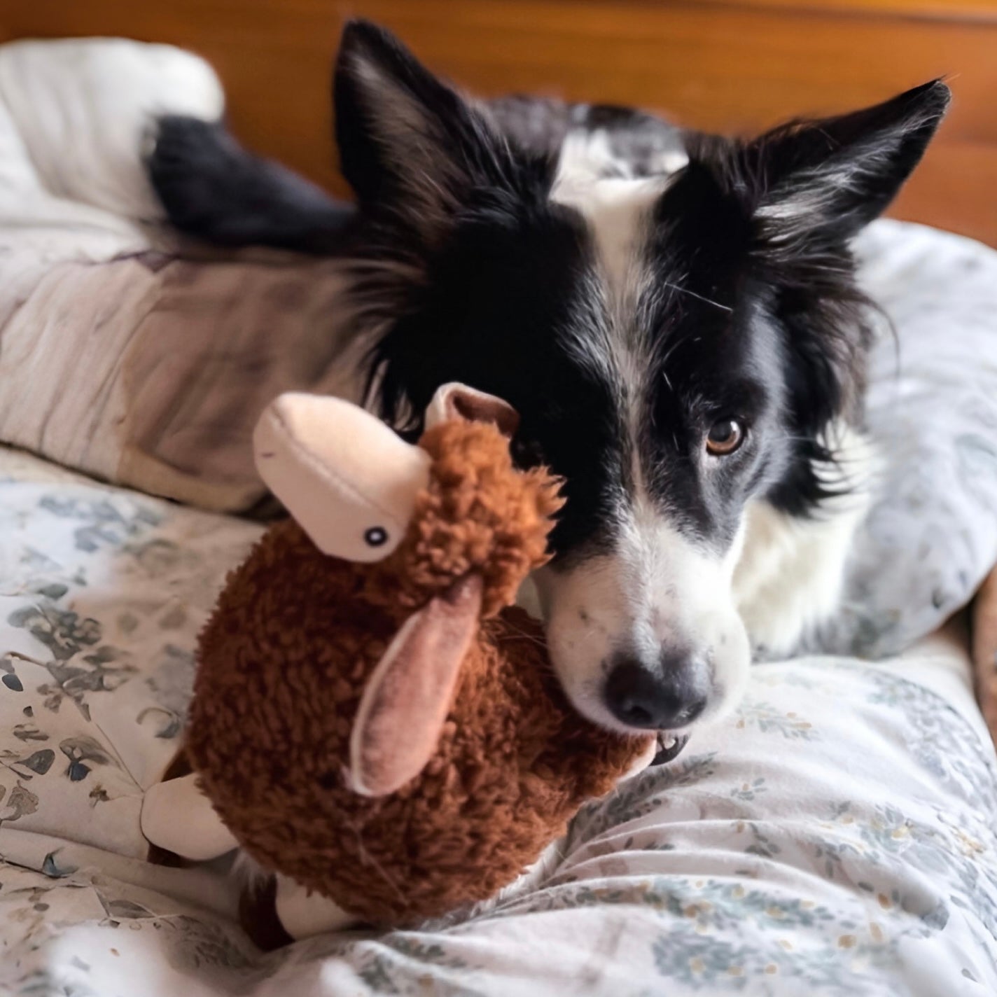 Luca Lamb and Sansa Sheep Bundle