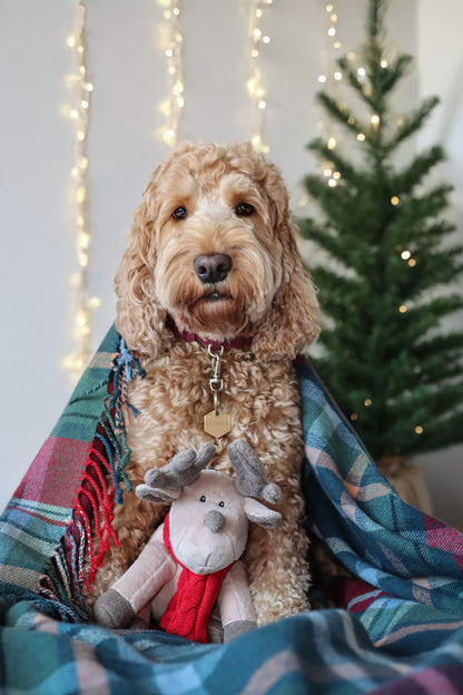 Luxury Plush and Squeaky Festive Reindeer