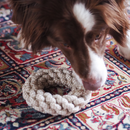 border collie with quoite dog toy