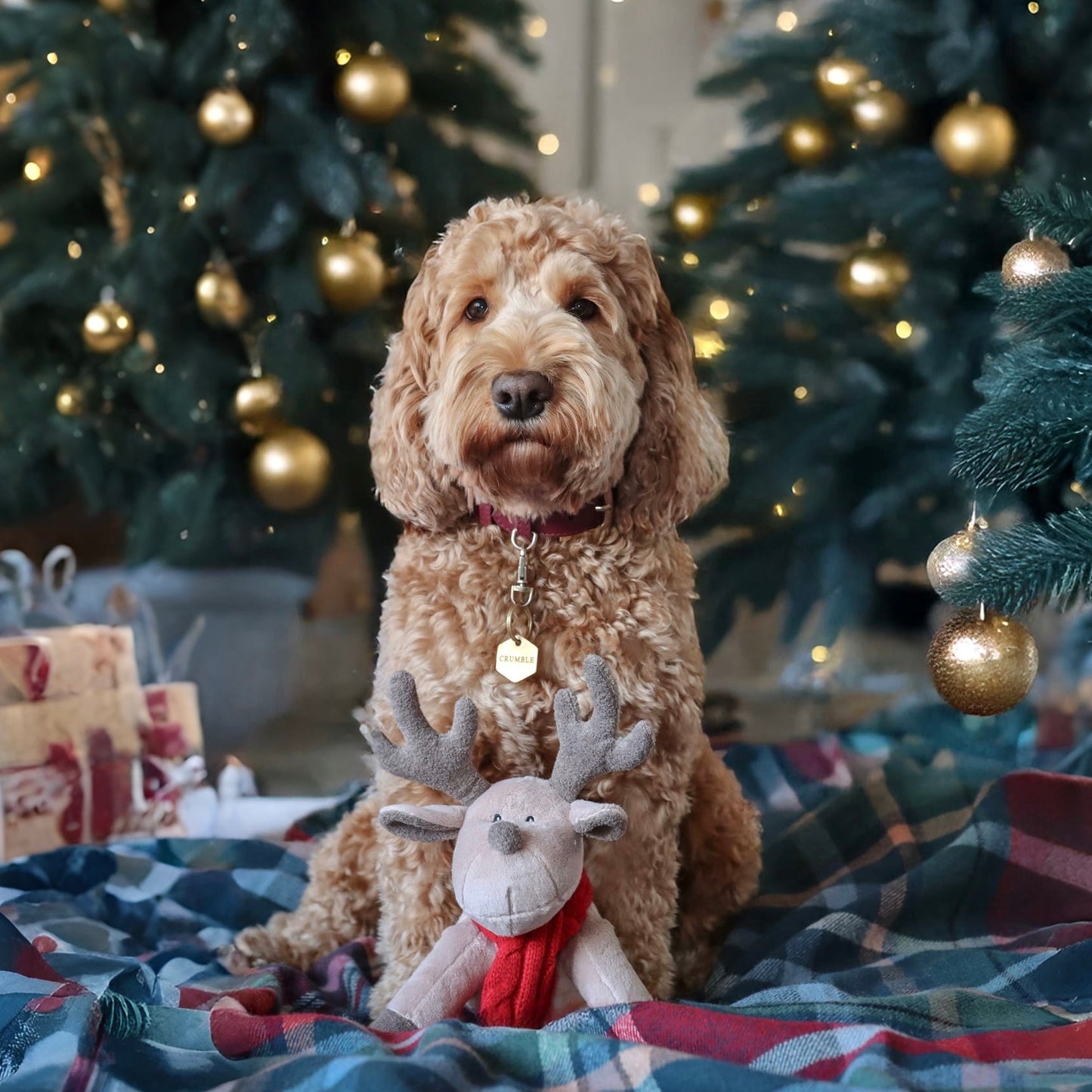 Luxury Plush and Squeaky Festive Reindeer