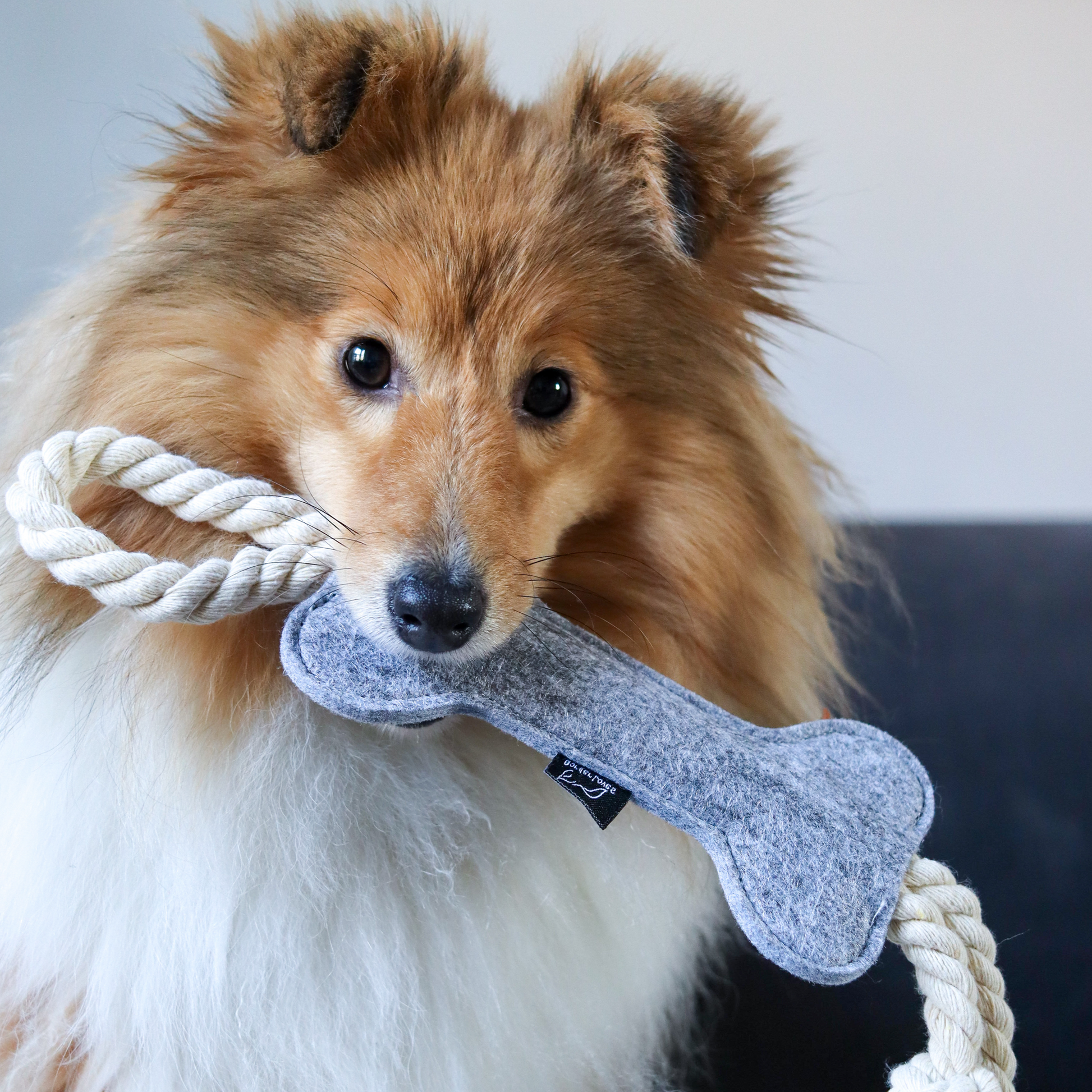 Sheltie dog holding felt rope toy