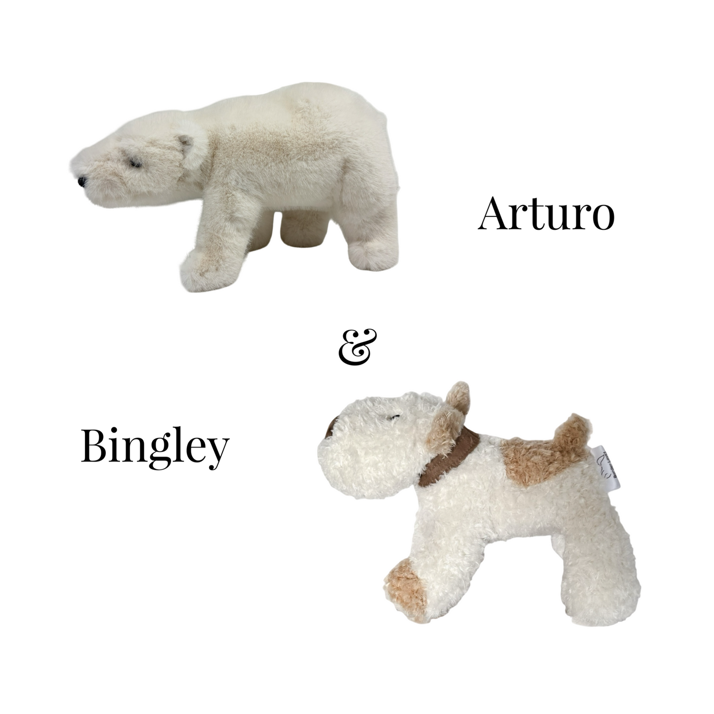 Arturo and Bingley