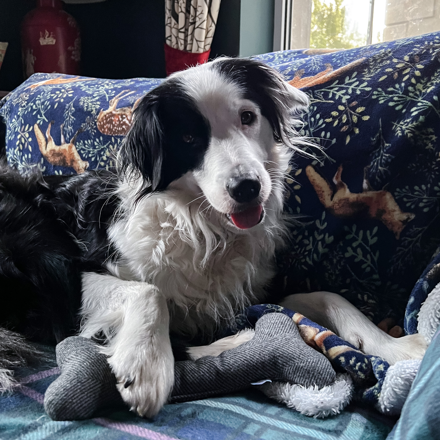 A border collie with paw resting on its plush wool bone dog toy from Border Loves