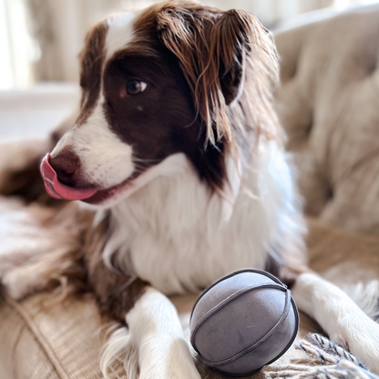 Brown and White Border Collie with Grey indoor suede play ball