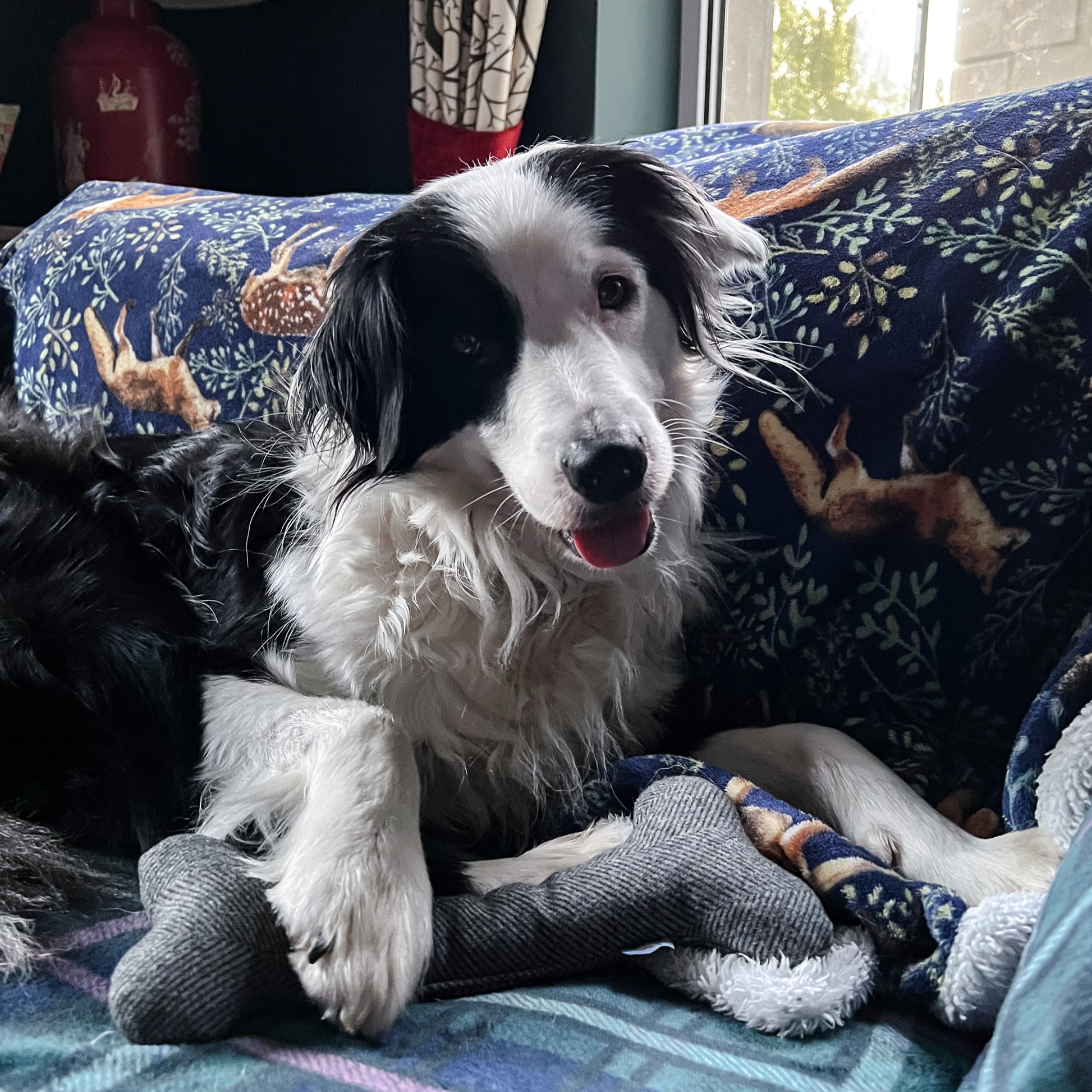 Border Collie holding wool bone dog toy by Border Loves in its paw