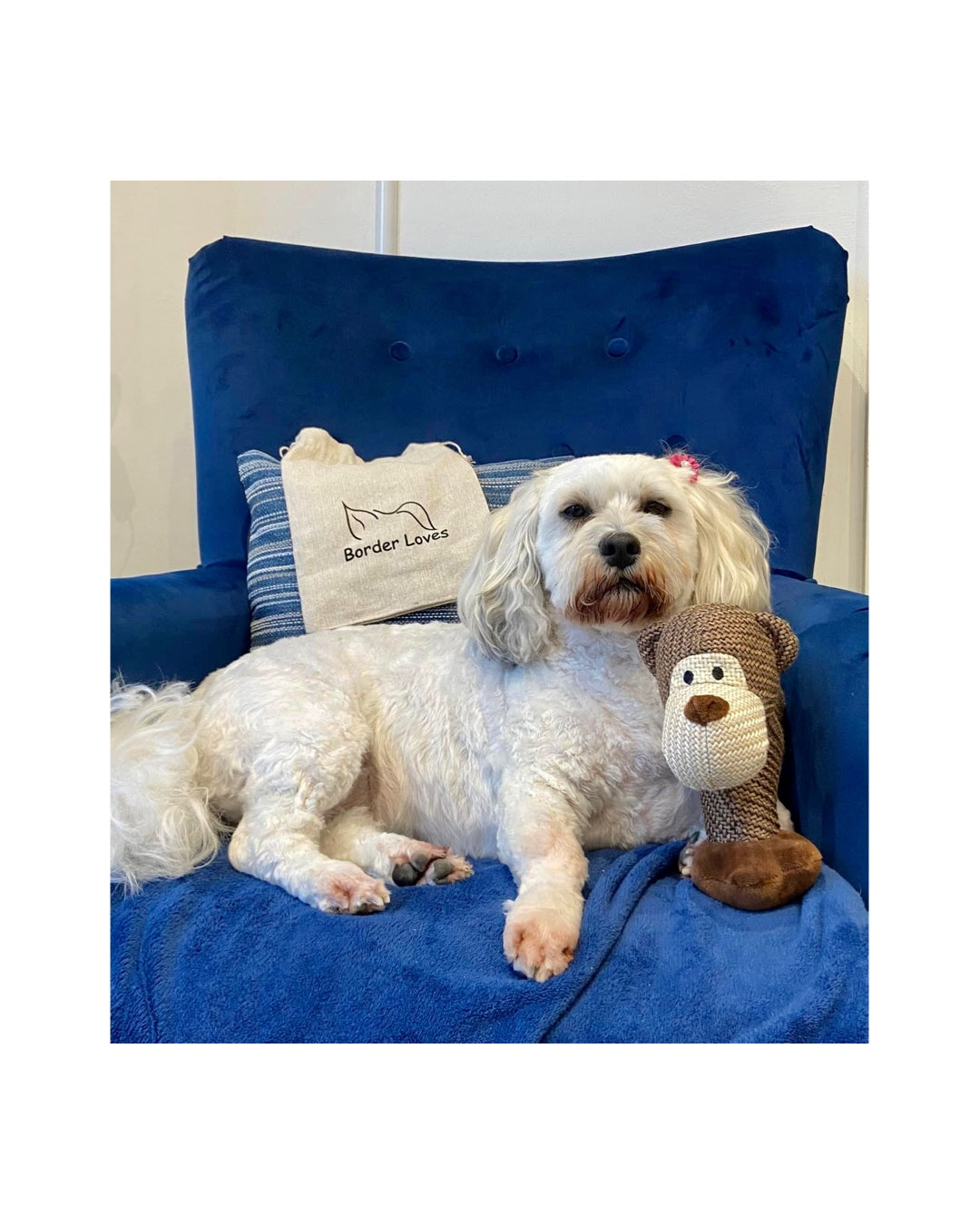 White Bichon Dog with Monkey dog toy and gift bag by Border Loves