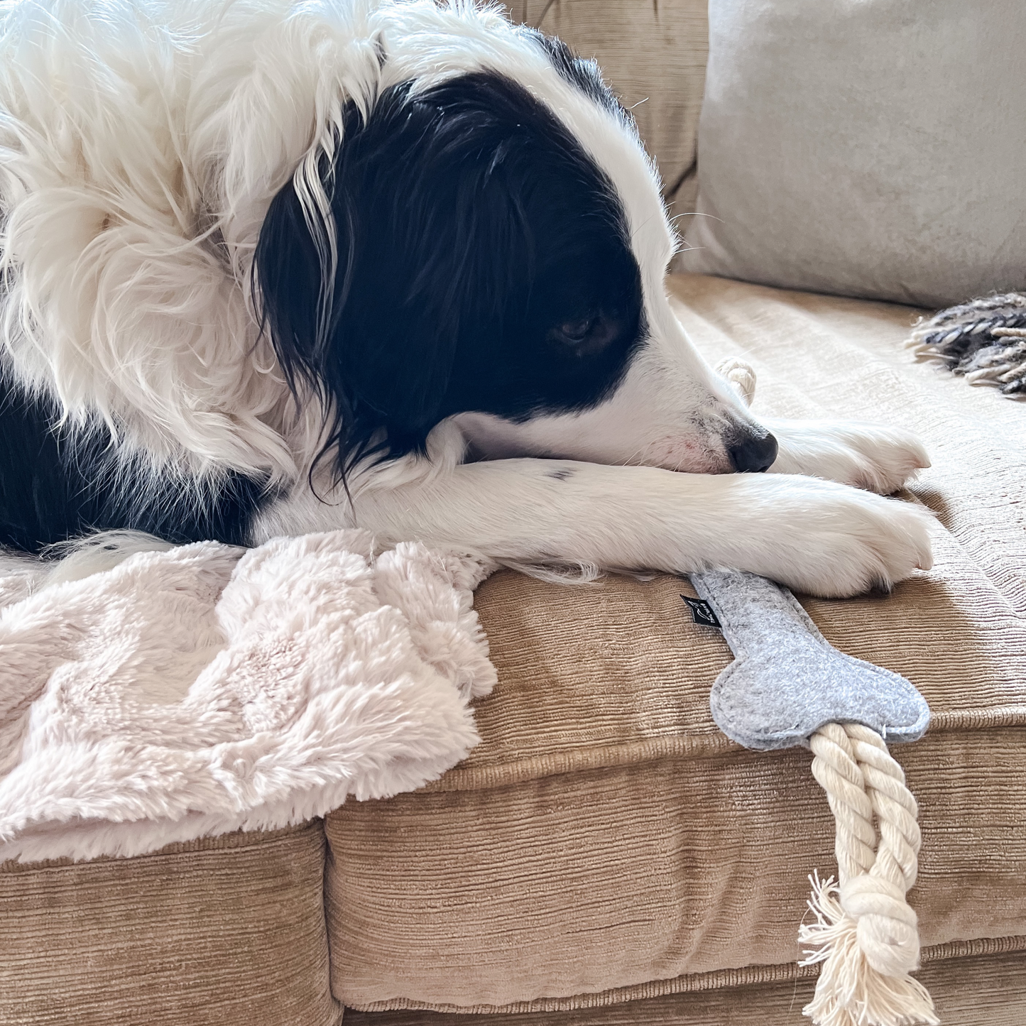 border collie with grey rope dog toy by border loves