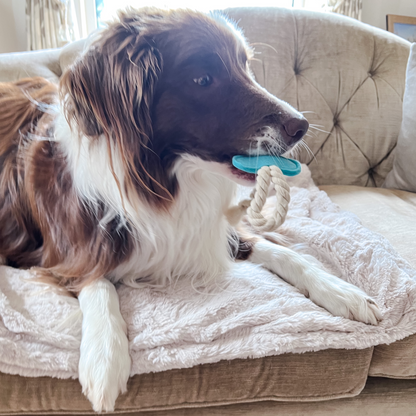 Wool and Felt ~ Set of 2 Blue and Turquoise Dog Toys