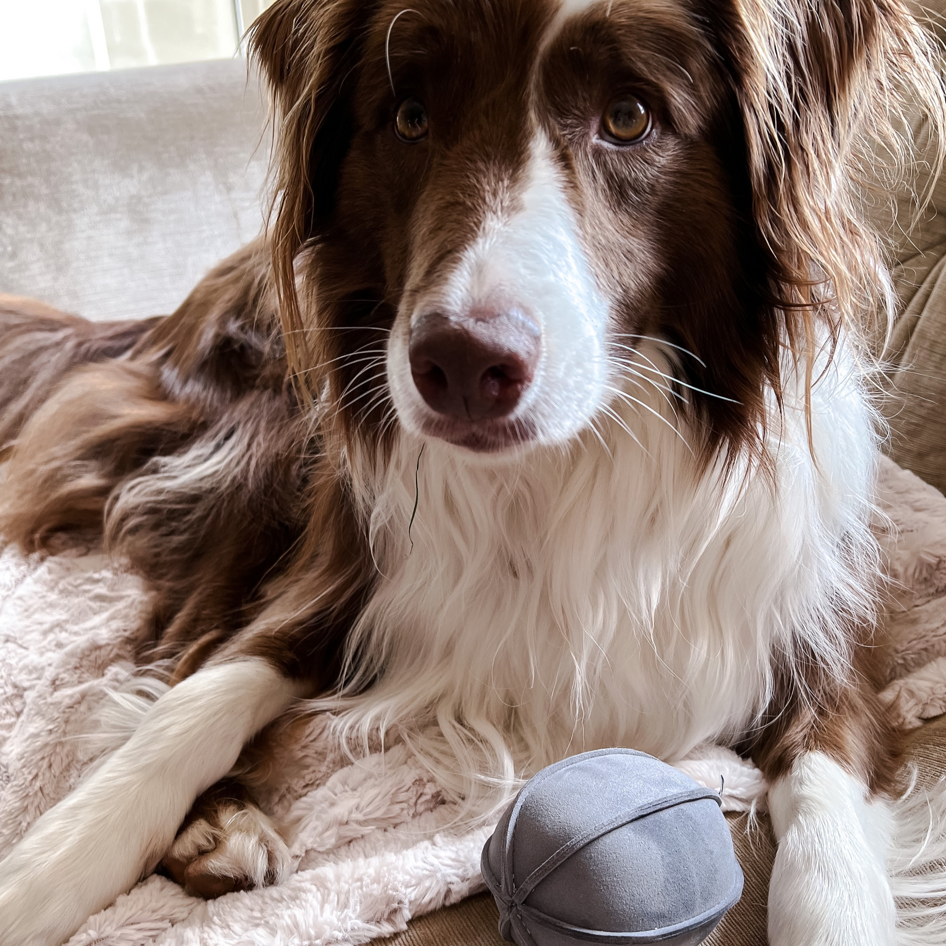 border collie toys tennis balls neutral Fabric