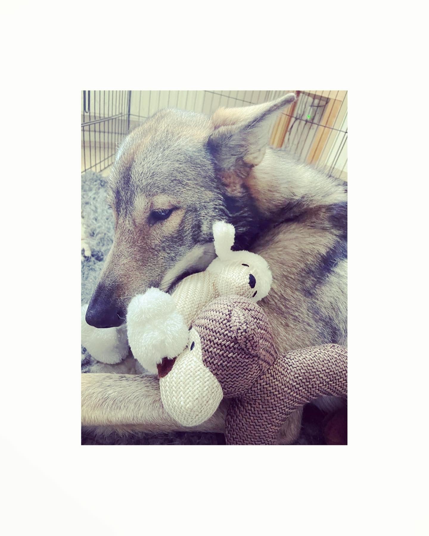 Squeaky Sheep Dog Toy – Border Loves
