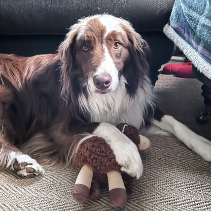 Brown and White Border Collie with Sheep Dog Toy by Border Loves held under his paw