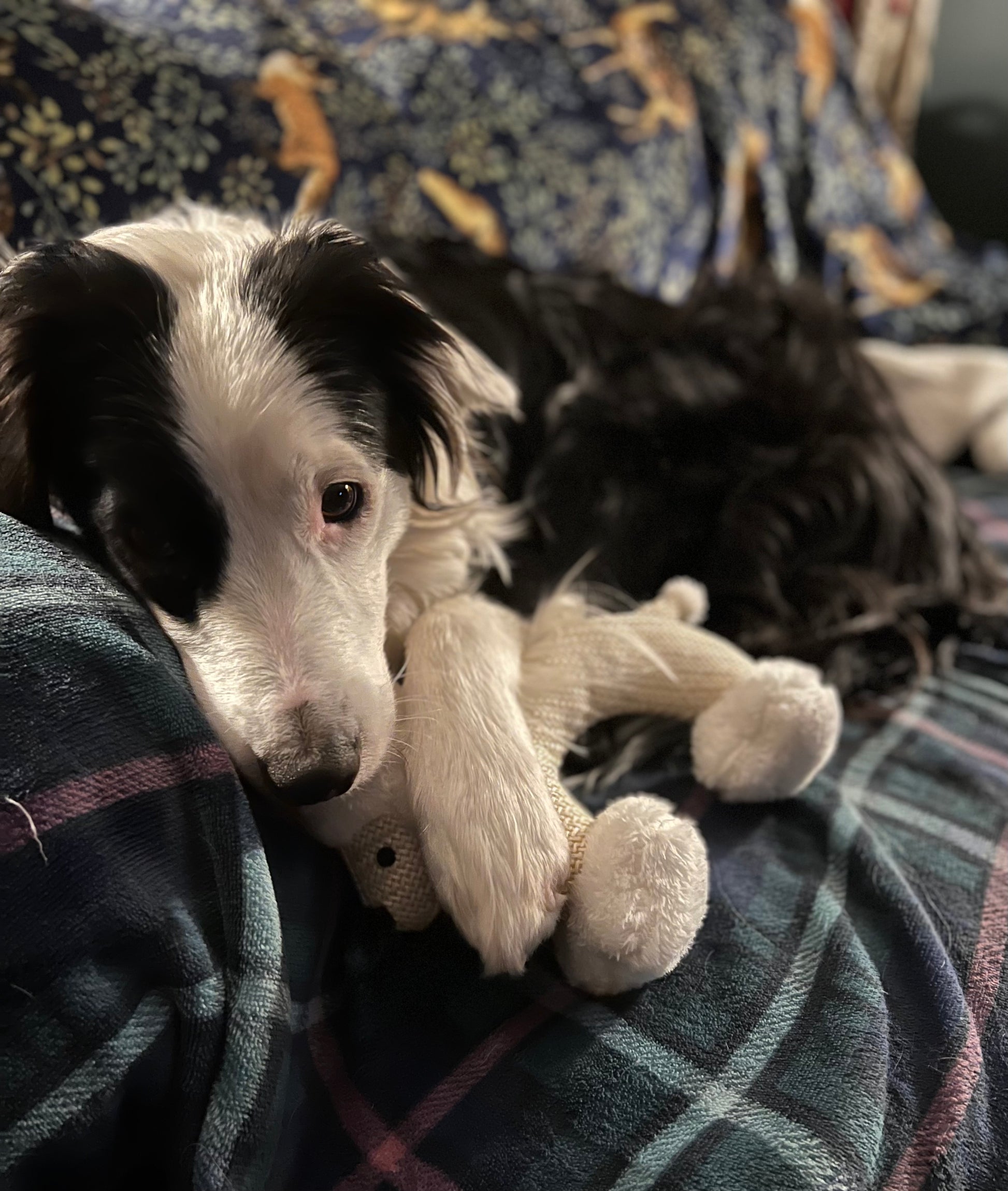 Squeaky Sheep Dog Toy by Border Loves with Border Collie 