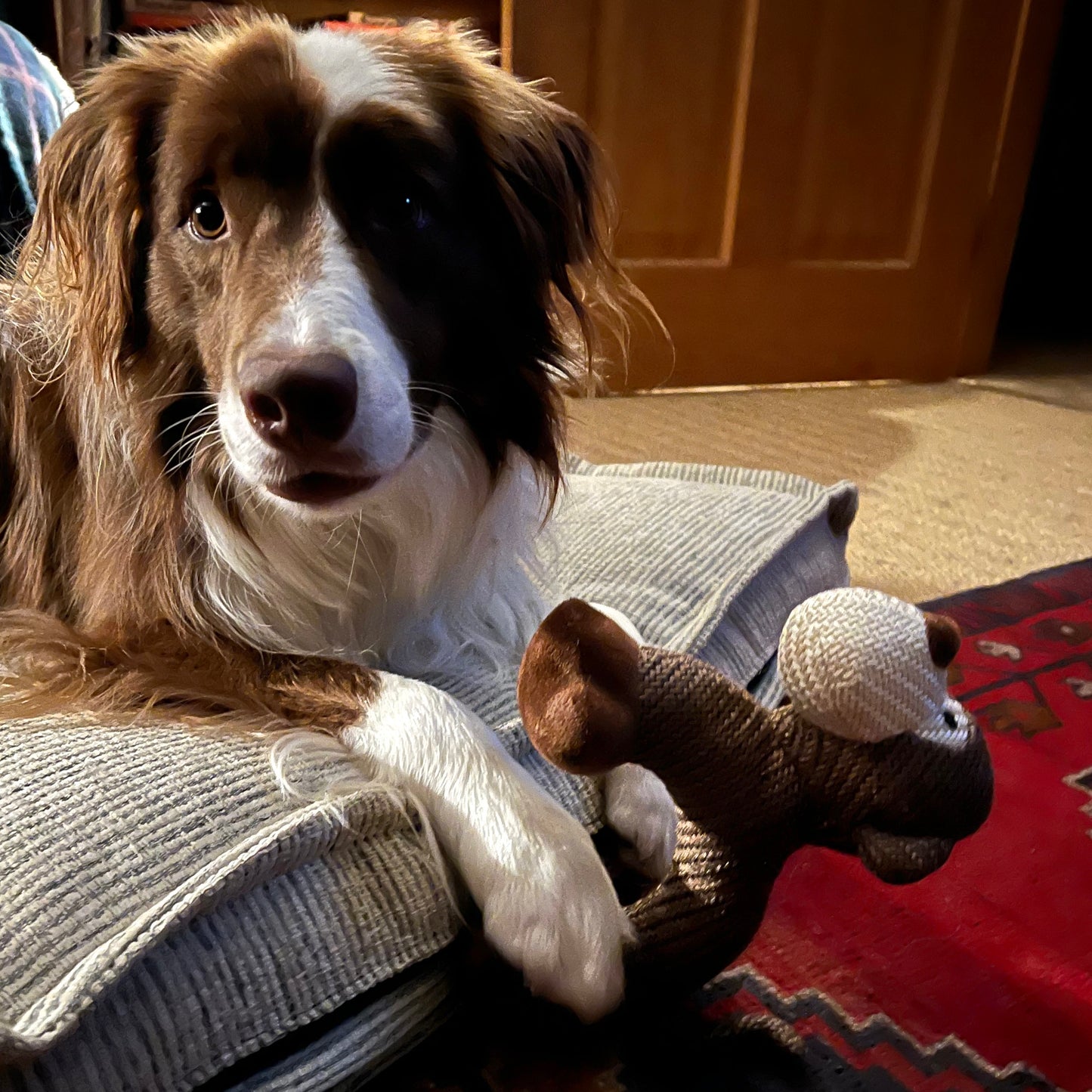 Border Collie holding plush monkey dog toy by Border Loves