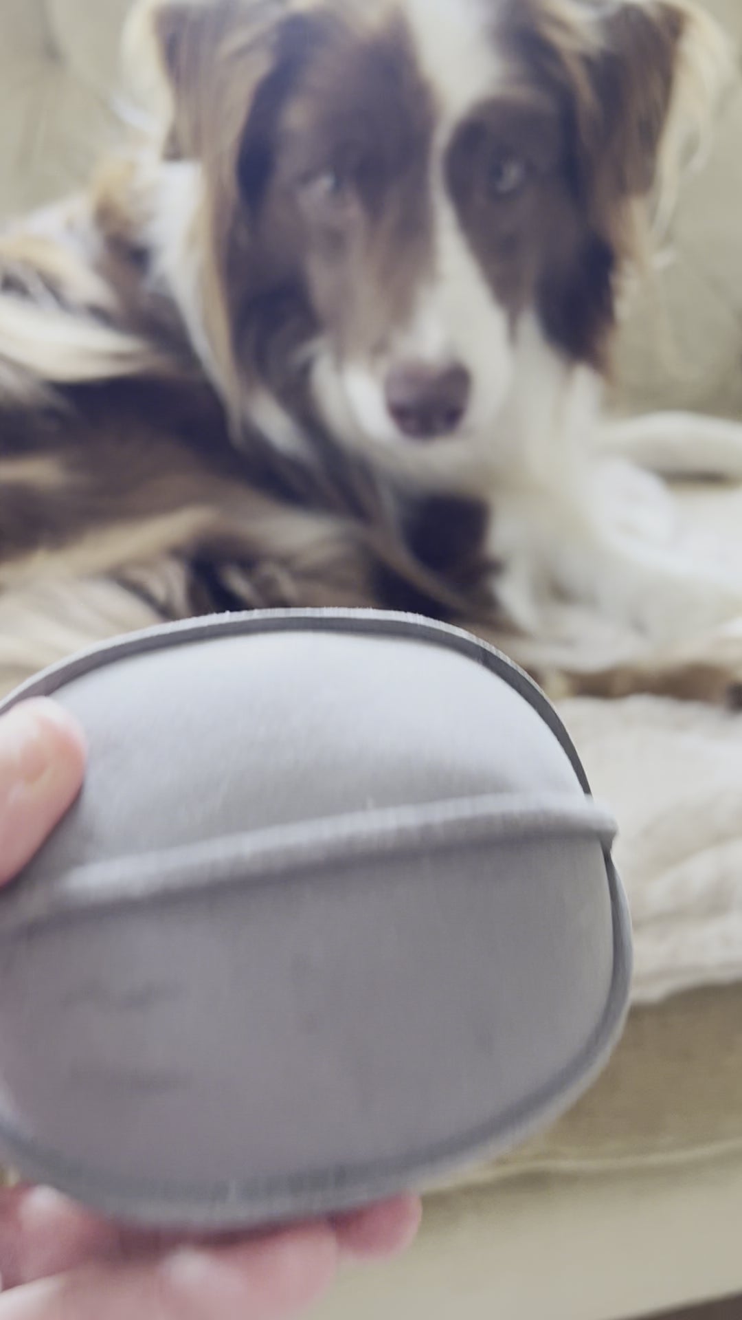 video of border collie with grey suede indoor play ball dog toy by border loves