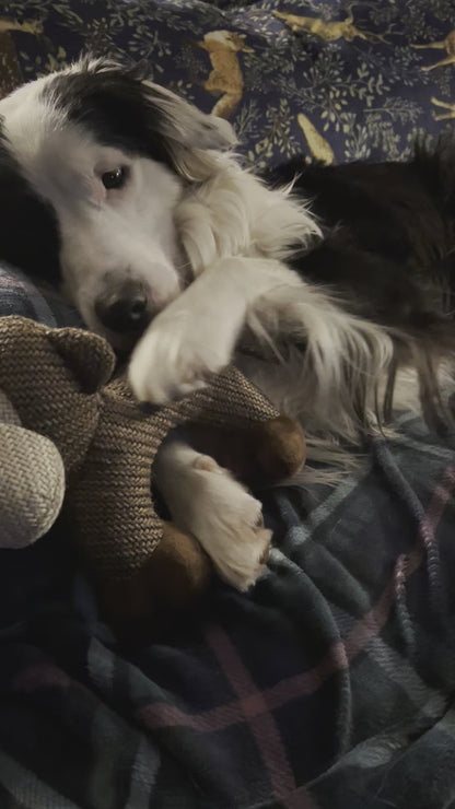 video of squeaky dog toy with border collie
