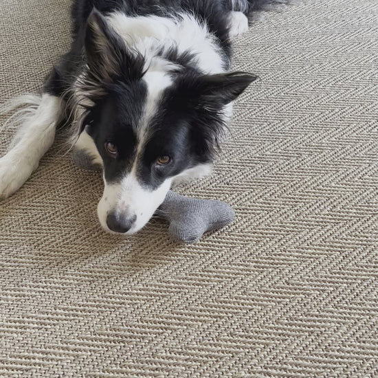 Video of a border collie playing with luxury plush wool bone toy by Border Loves