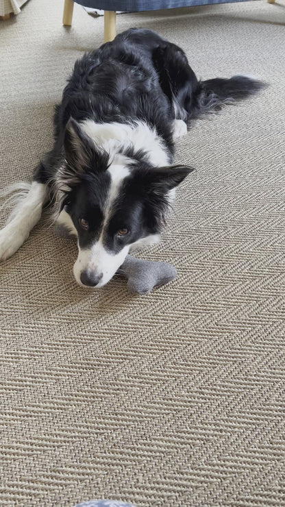 Video of a border collie playing with luxury plush wool bone toy by Border Loves