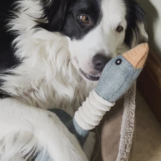 video of squeaky duck dog toy from Border Loves  with border collie