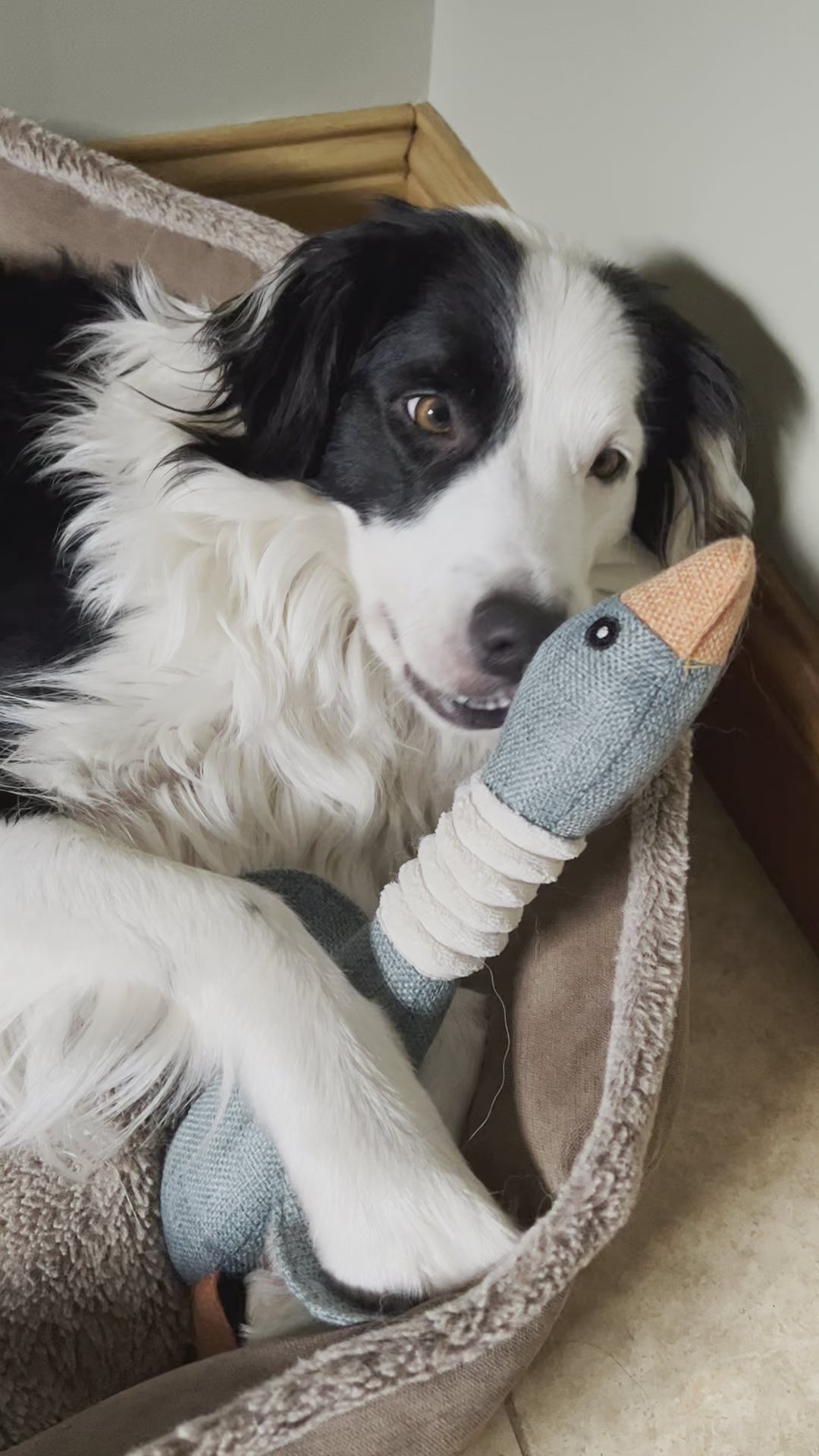 video of squeaky duck dog toy from Border Loves  with border collie