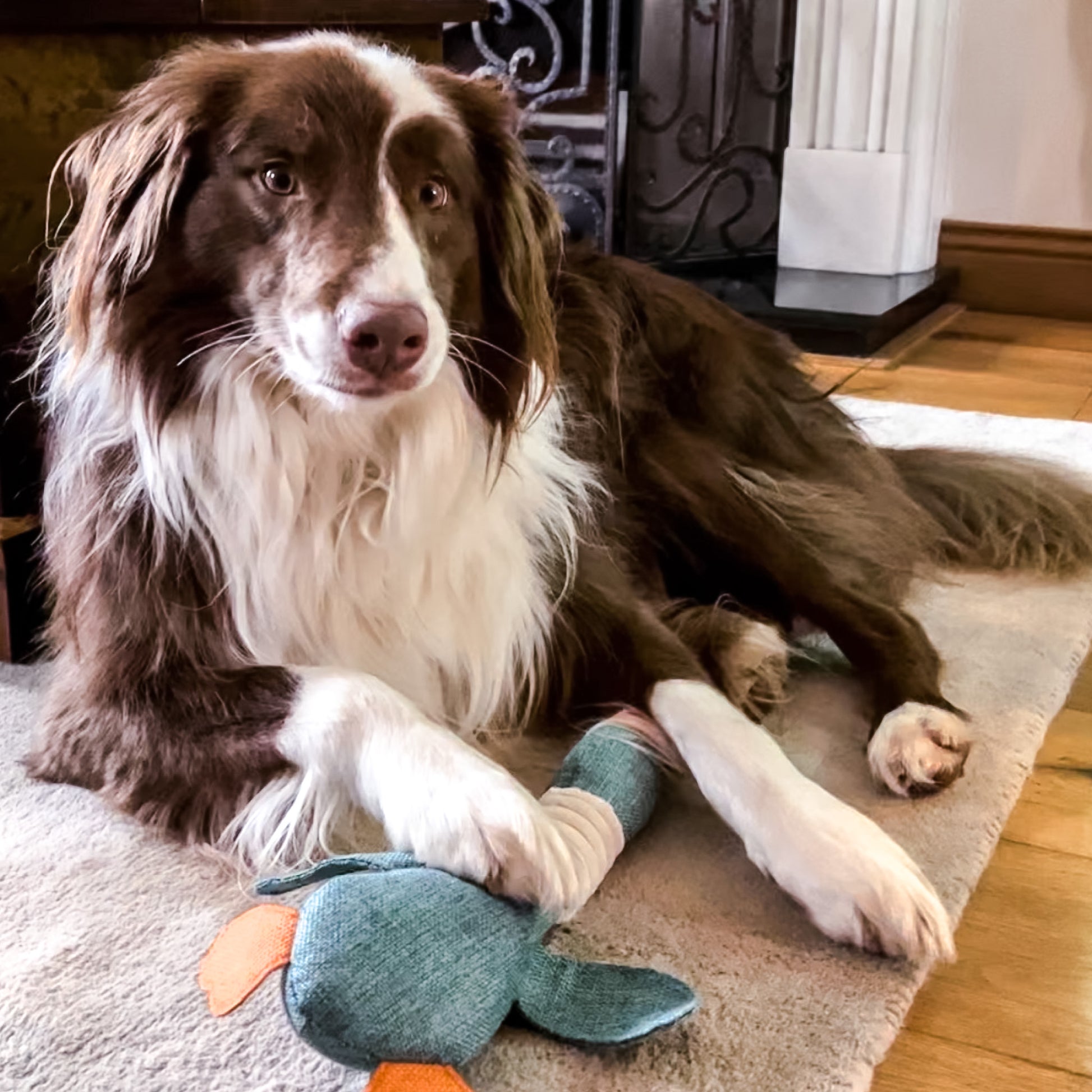 squeaky duck dog toy by Border Loves with border collie