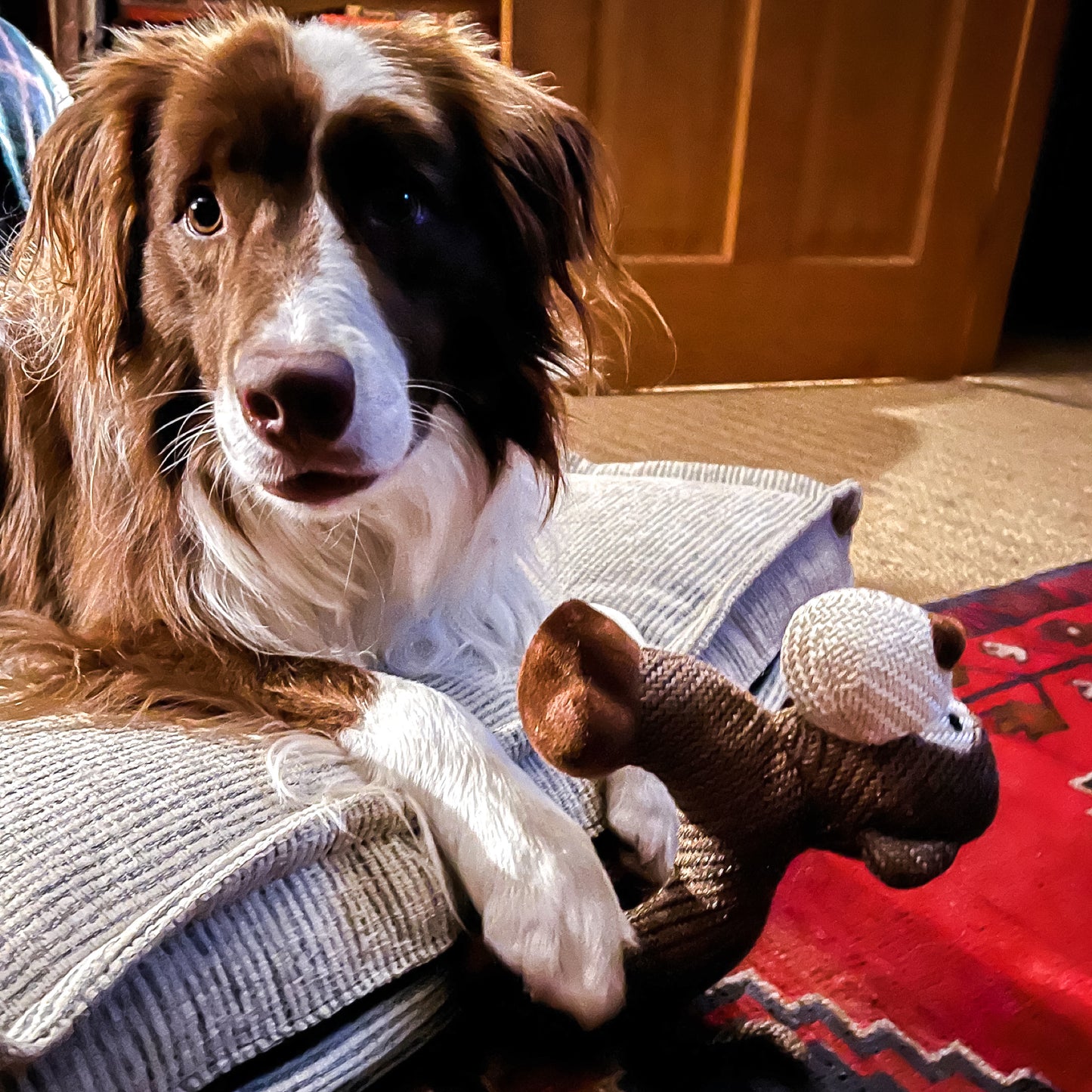 squeaky plush monkey dog toy from Border Loves and border collie