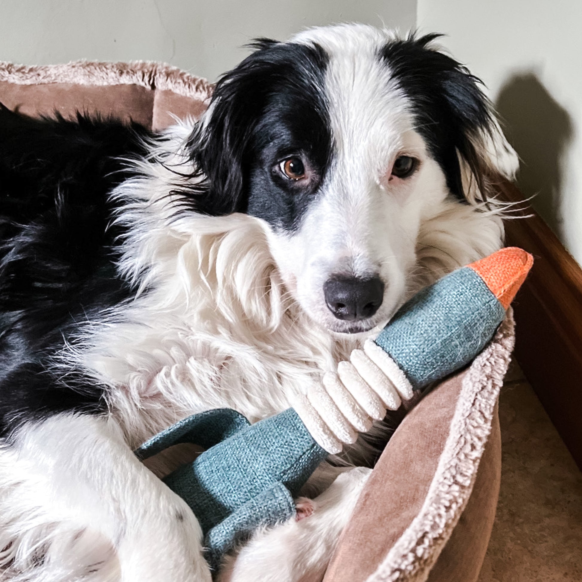 squeaky plush duck dog toy by Border Loves with border collie