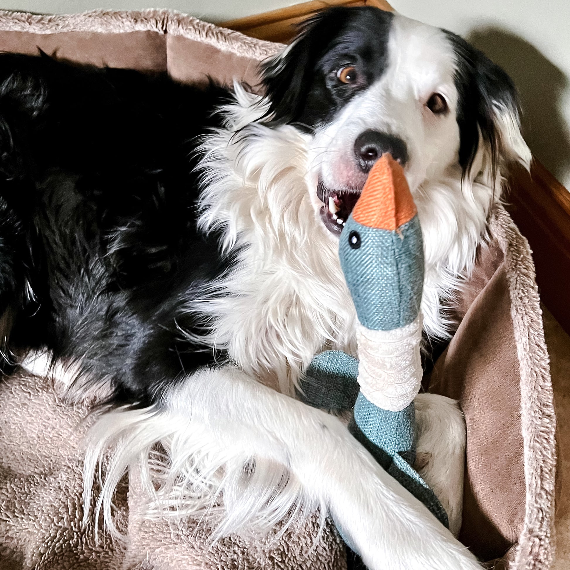 squeaky duck dog toy gift by Border Loves with border collie