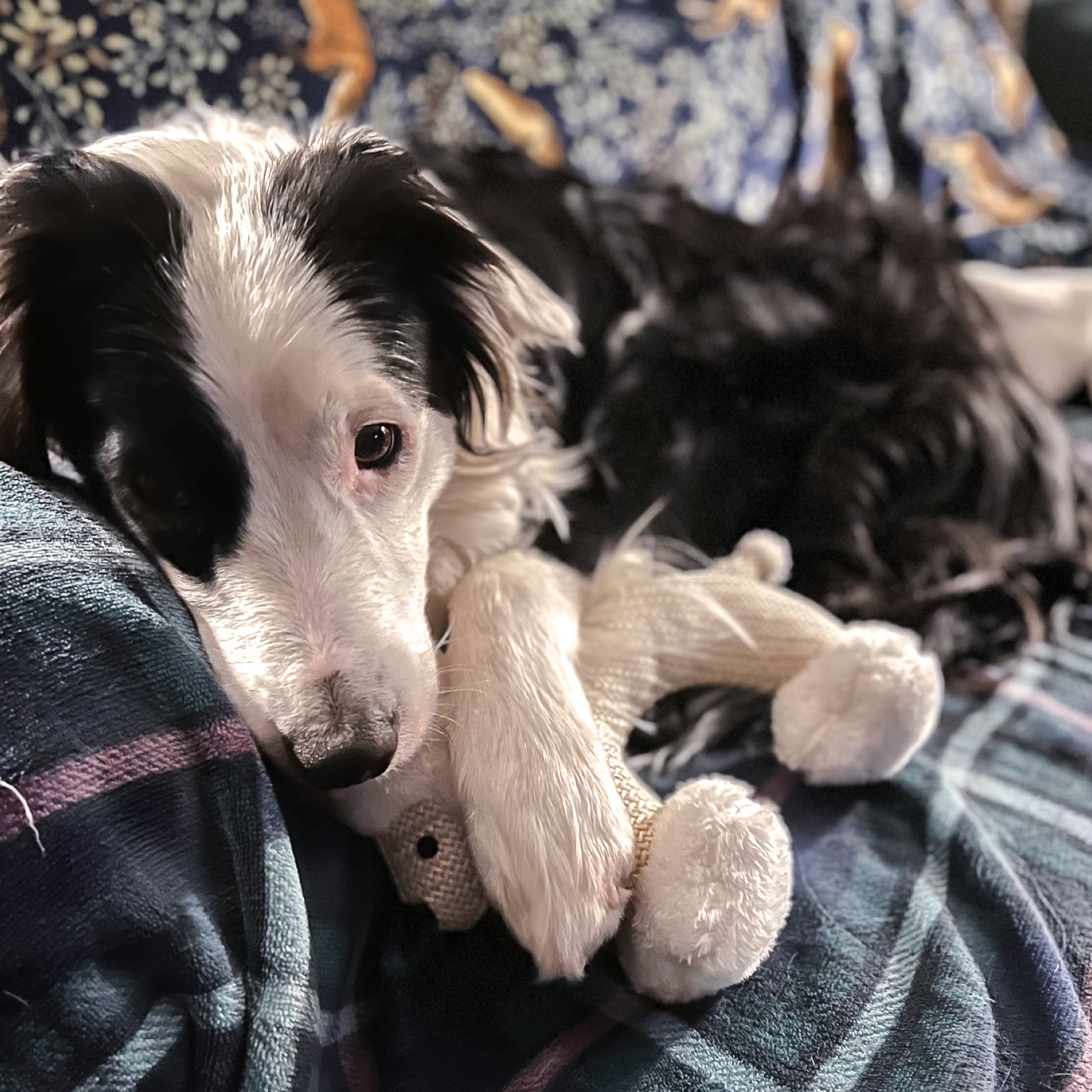 Squeaky sheep plush dog toy from Border Loves  with border collie